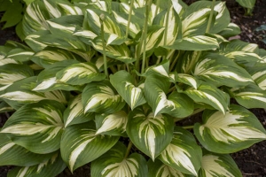 Miss America, Hosta 